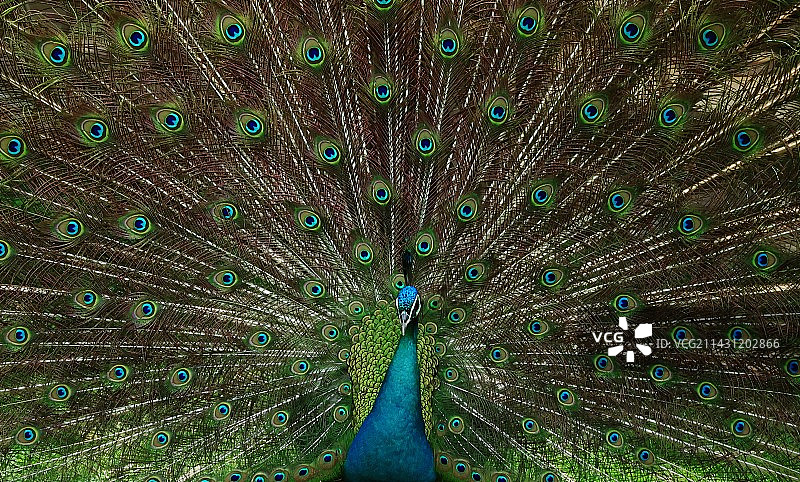 孔雀图片素材