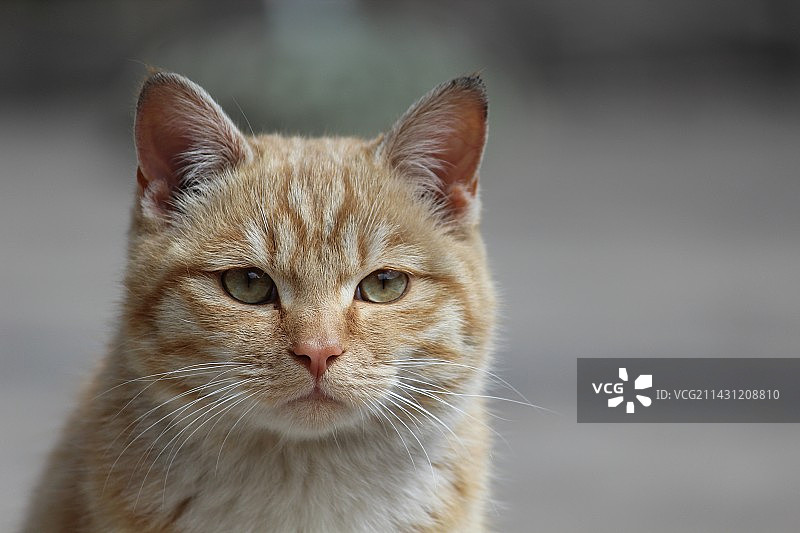 农村的动物图片素材