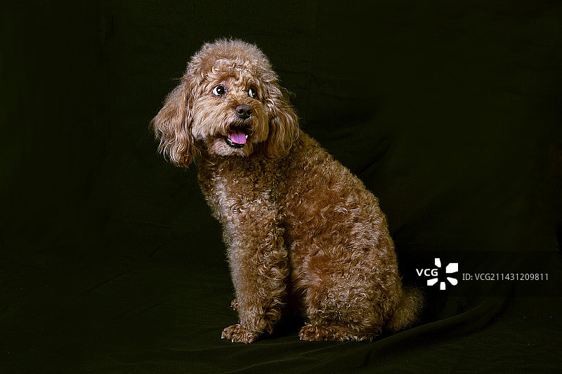 棕色泰迪图片素材