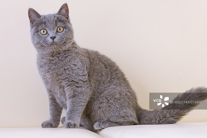 英短蓝猫图片素材