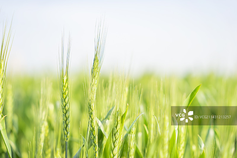 春天田野里刚抽穗的小麦图片素材