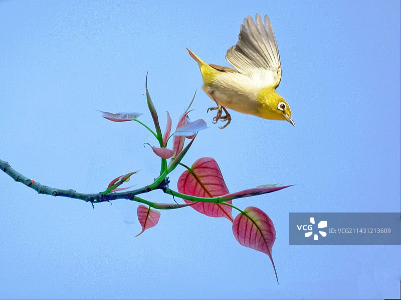 红叶黄鸟图片素材