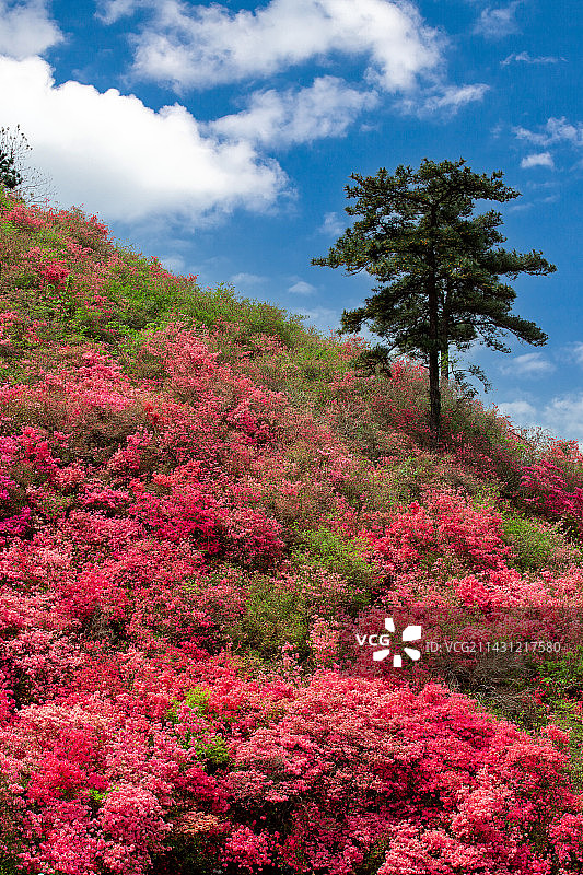 蓝天下的红杜鹃图片素材