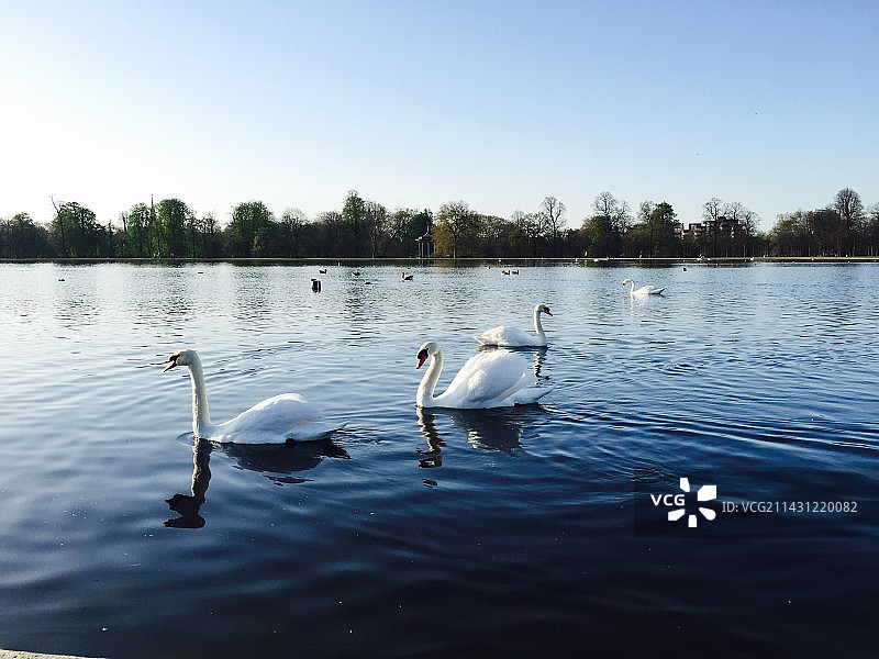 伦敦海德公园清晨图片素材