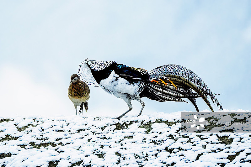 白腹锦鸡-6图片素材