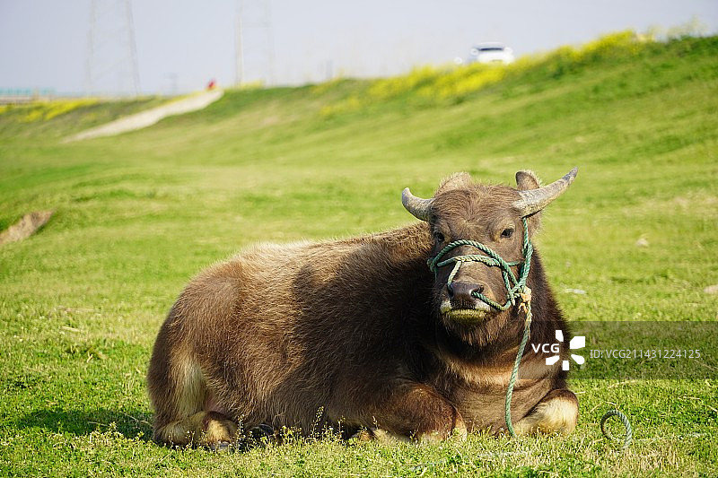 草地上的牛图片素材