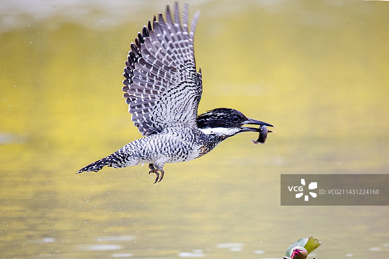 冠鱼狗鸟图片素材
