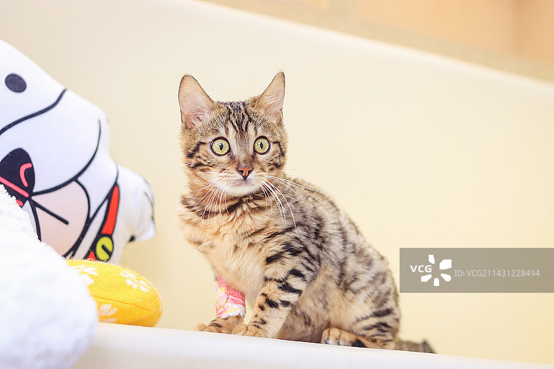 金棕色孟加拉豹猫图片素材