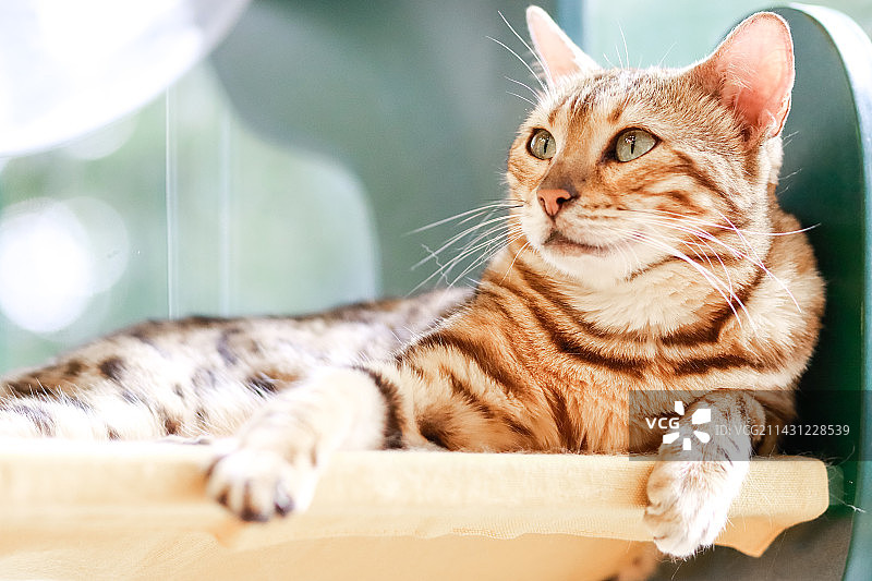 吊床上的孟加拉豹猫图片素材