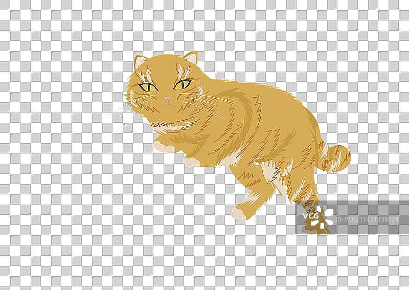 猫图片素材