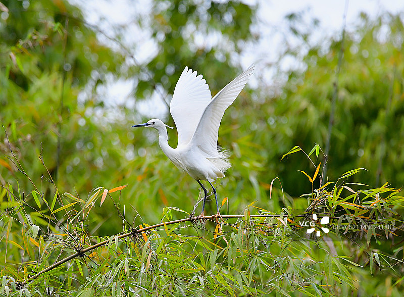 四川省南充市太和白鹭自然保护区小白鹭和夜鹭图片素材
