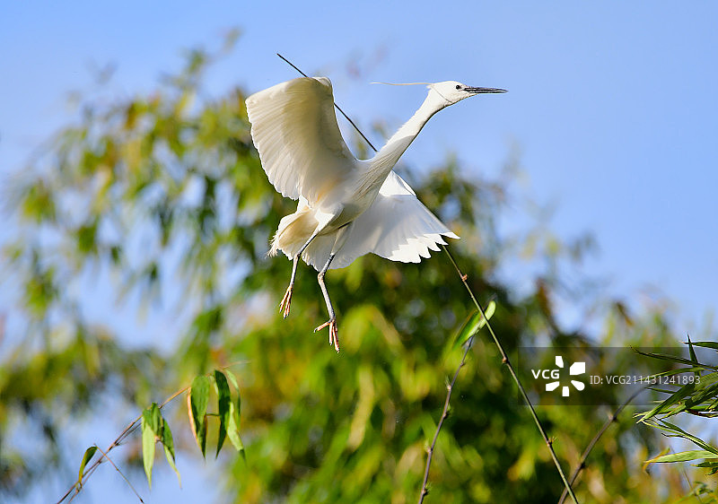 四川省南充市太和白鹭自然保护区小白鹭和夜鹭图片素材