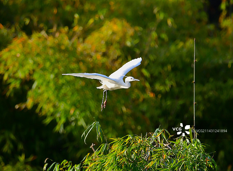 四川省南充市太和白鹭自然保护区小白鹭和夜鹭图片素材