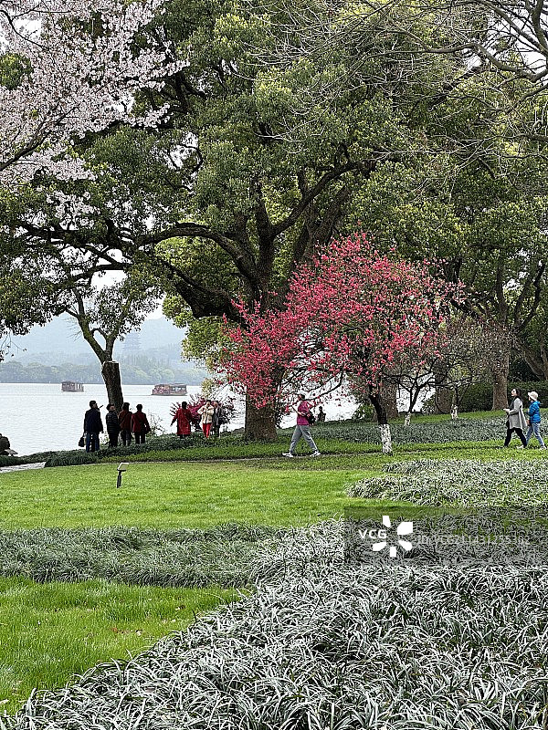 赴春之约（春天杭州西湖苏堤）图片素材