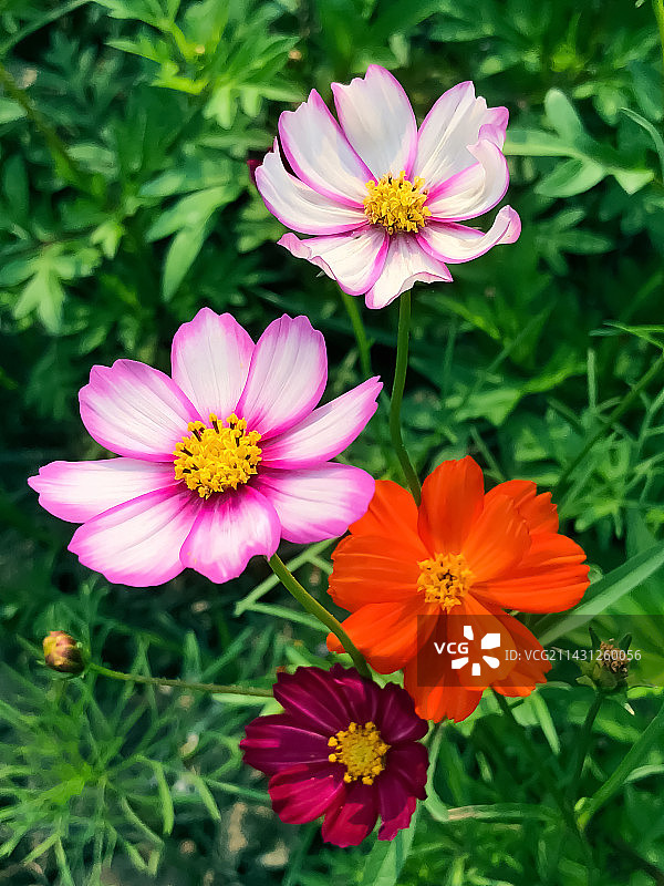 粉色波斯菊花特写镜头图片素材