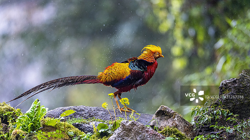 雨中红腹锦鸡图片素材