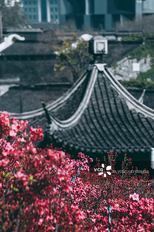 明城墙下杜鹃花图片素材