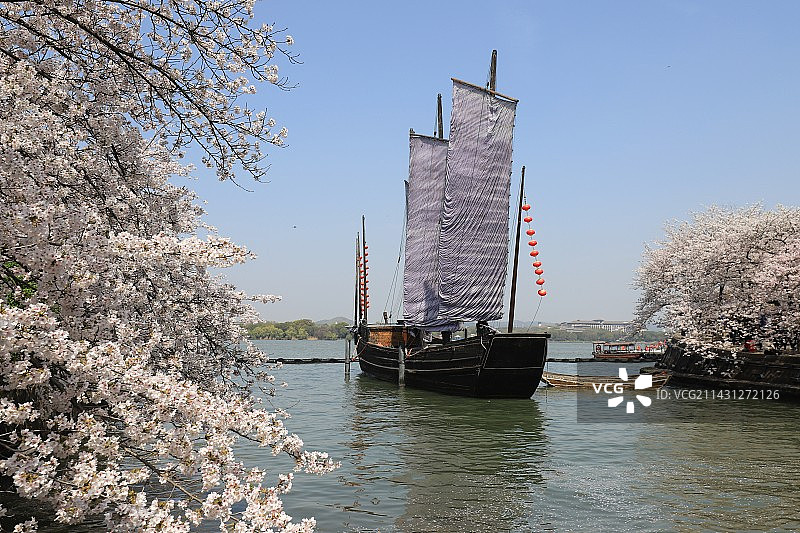 樱花邂逅七桅帆船图片素材