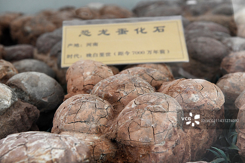 山东临沂平邑县天宇自然博物馆馆藏展品——恐龙蛋化石图片素材