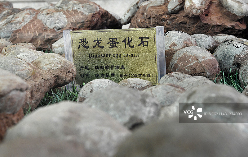 山东临沂平邑县天宇自然博物馆馆藏展品——恐龙蛋化石图片素材