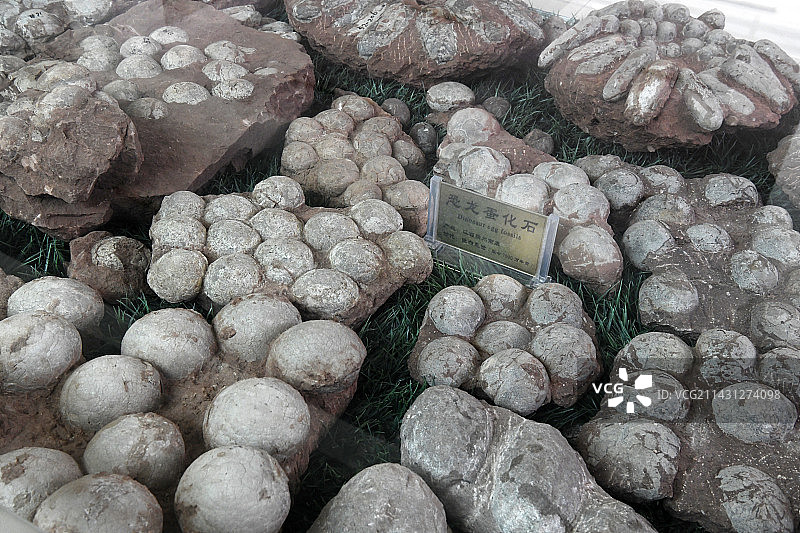 山东临沂平邑县天宇自然博物馆馆藏展品——恐龙蛋化石图片素材