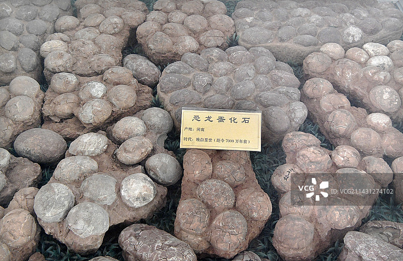 山东临沂平邑县天宇自然博物馆馆藏展品——恐龙蛋化石图片素材