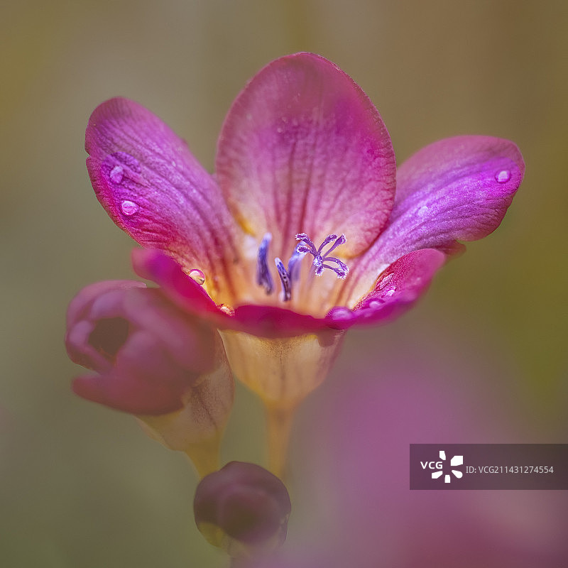 春露润花开图片素材
