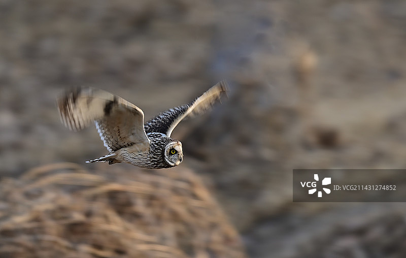 短耳鸮图片素材