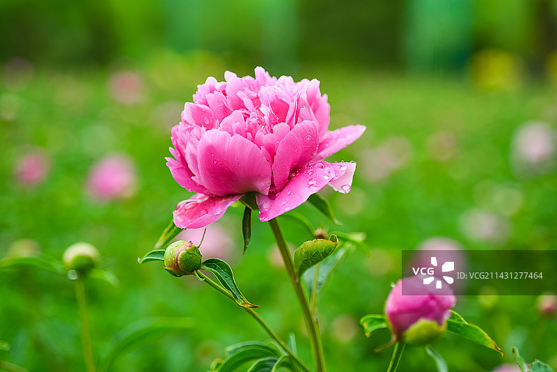 芍药花图片素材