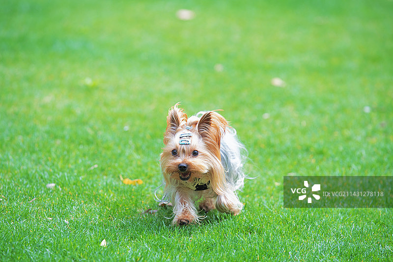 可爱的小精灵图片素材