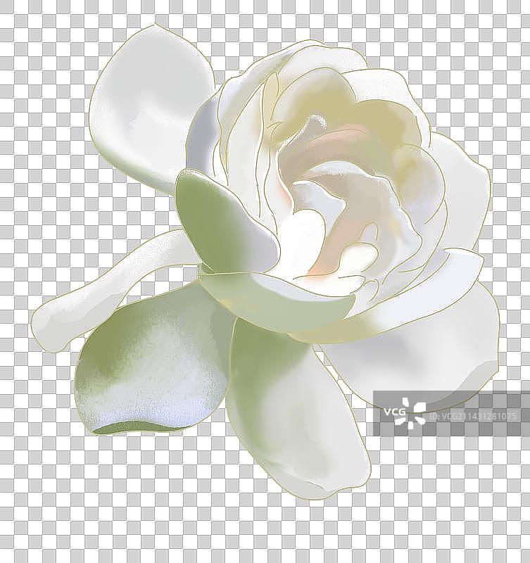 一朵白色栀子花图片素材