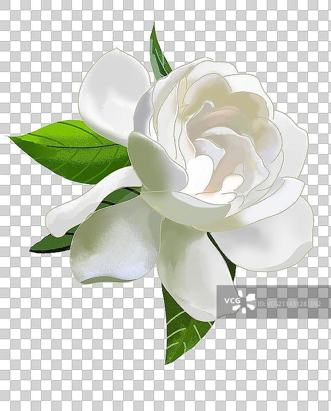 一朵白色栀子花图片素材