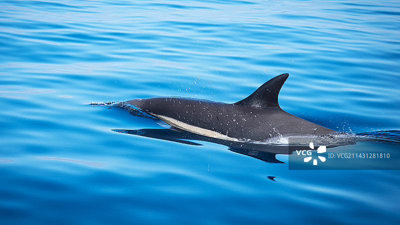 可爱的海豚，蓝色的海水图片素材