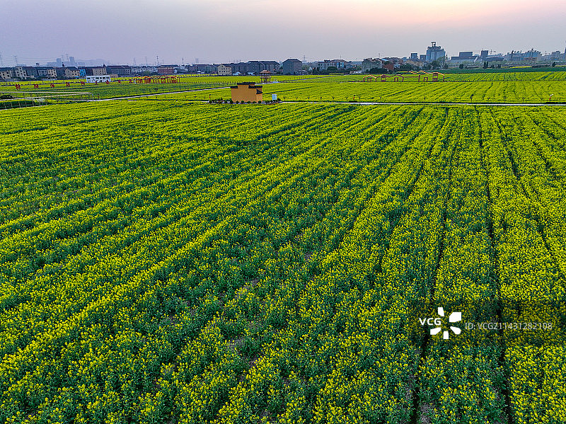 运河街道油菜花和房子图片素材