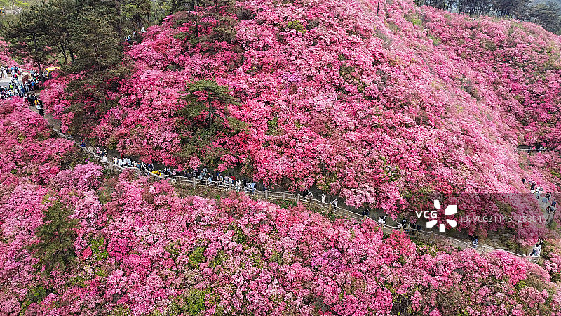 黄陂云雾山盛开的杜鹃花海图片素材