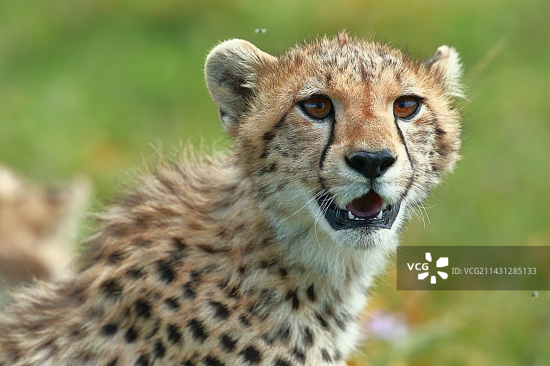 野生动物图片素材