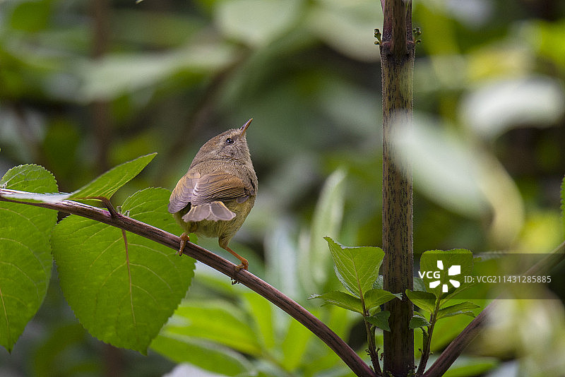 黄腹树莺图片素材