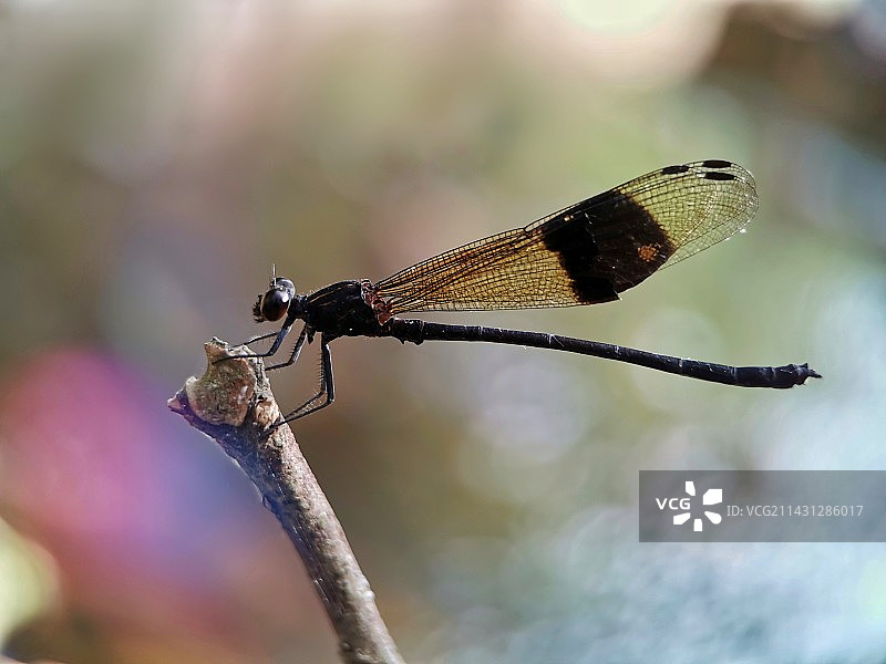 停歇(色蟌)图片素材