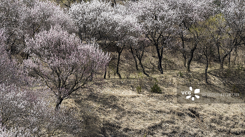 春天的味道图片素材