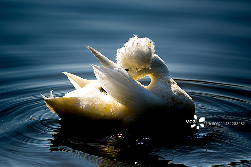 凤头鸭图片素材