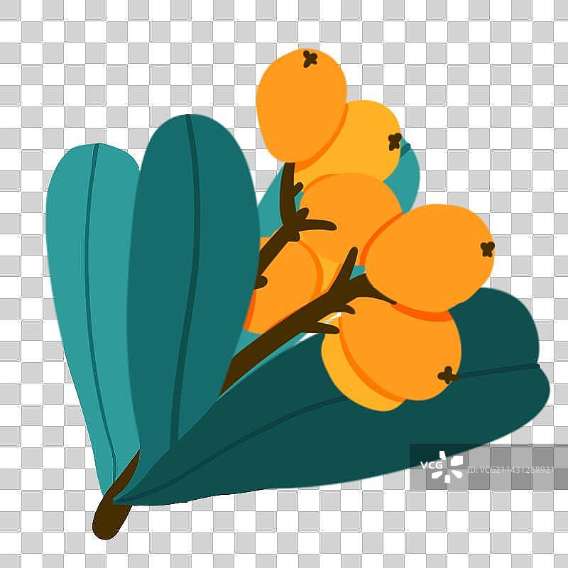 枇杷枝 一串枇杷 扁平风图片素材