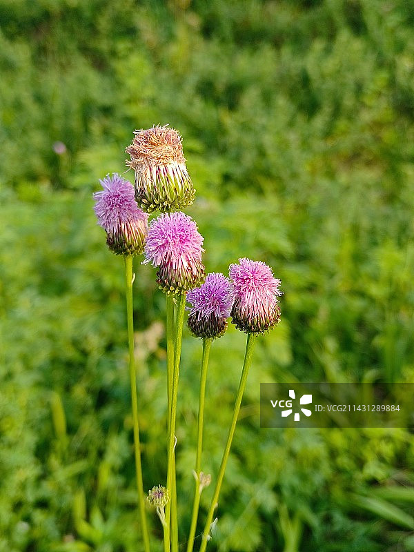 菊科植物泥胡菜花头特写图片素材