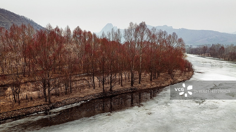 冰河红柳图片素材