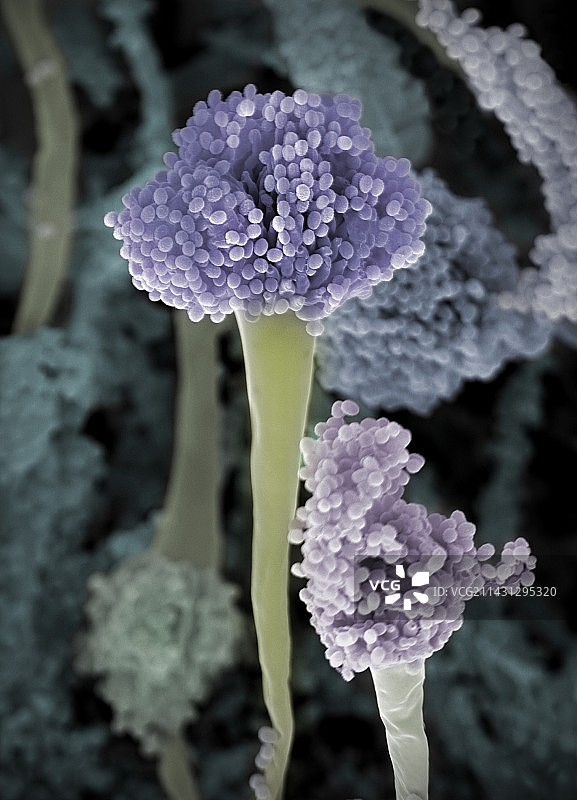 烟曲霉菌（扫描电子显微镜）图片素材