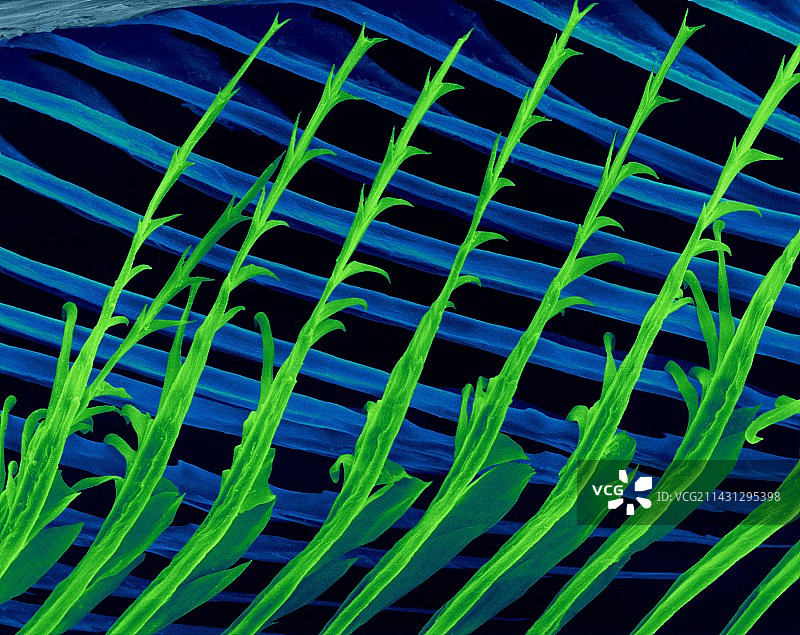 鹦鹉羽毛小钩的扫描电镜图像图片素材