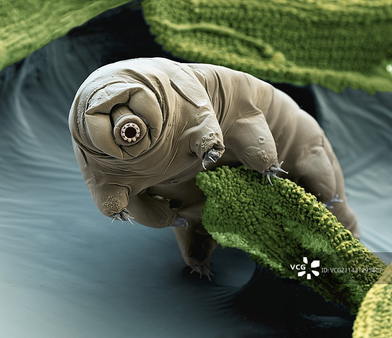 水熊虫扫描电镜图图片素材