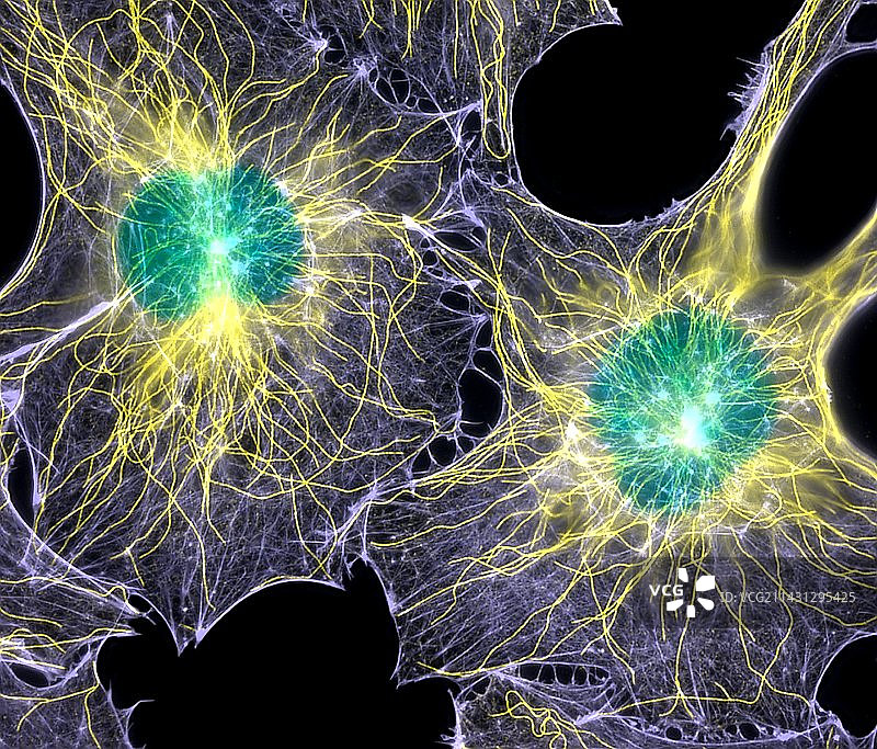 显示细胞骨架的成纤维细胞图片素材