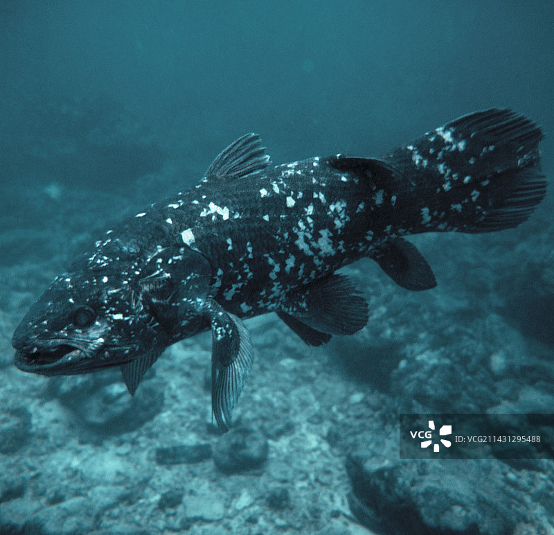 腔棘鱼图片素材