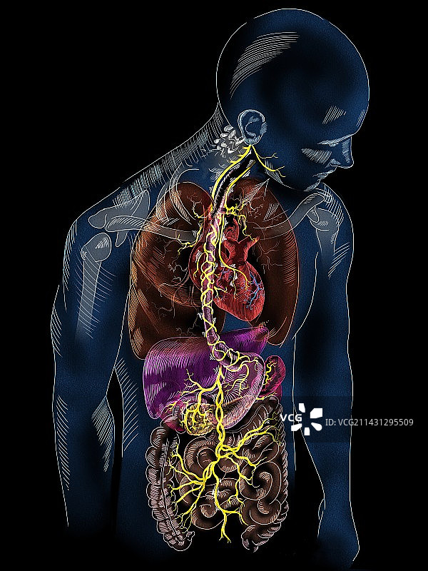 迷走神经解剖结构图图片素材