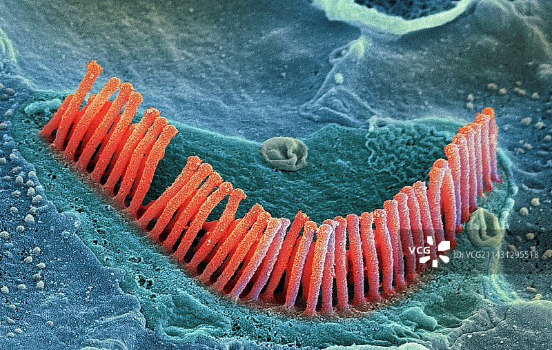内耳毛细胞，扫描电镜图片素材